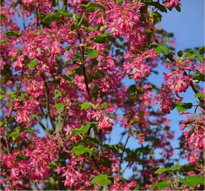 Photo de Groseillier à fleurs - Ribes sanguineum