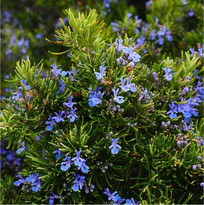 Photo de Romarin - Rosmarinus officinalis
