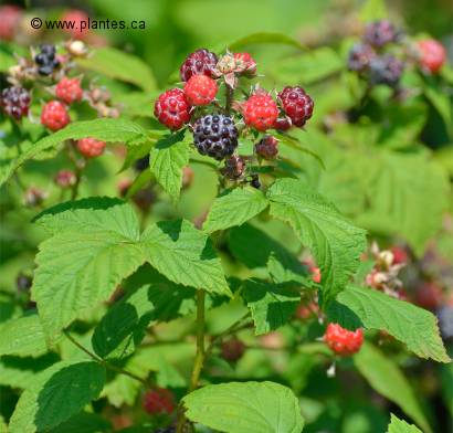 Photo de franboise noire - Rubus occidentalis