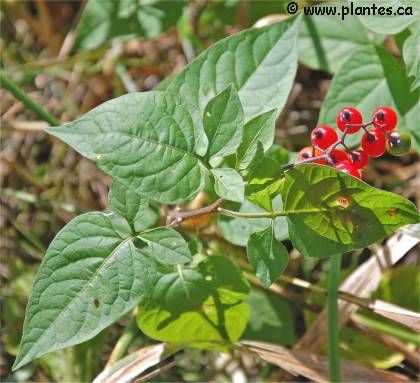 Photo de morelle douce-Amère - Solanum dulcamara