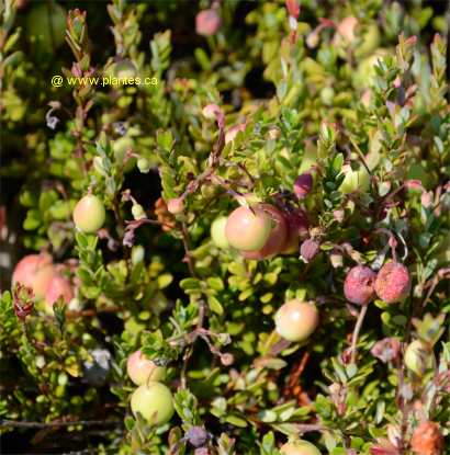 Photo de Canneberge - Vaccinium macrocarpon