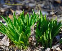 Photo d'ail des bois - Allium tricoccum
