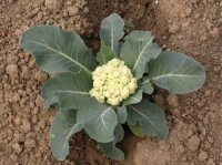 Photo de chou-fleur - Brassica oleracea botrytis