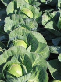 Photo de chou pomm�s - Brassica oleracea capitata