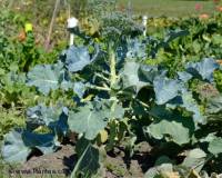 Photo de brocoli - Brassica oleracea italica