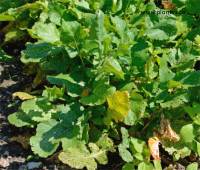 Brassica rapa rapifera - Photo de navet