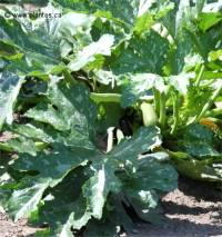 Photo de Zucchini - Cucurbita pepo