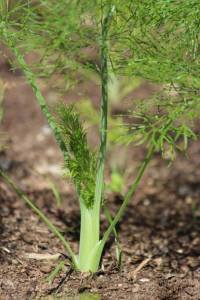Photo de Fenouil - Foeniculum vulgare