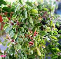 Marjolaine - Origanum majorana