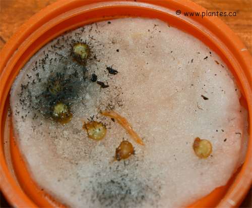 Photo de graines contaminées
