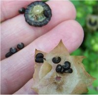 Photo de graines de semences de fleurs