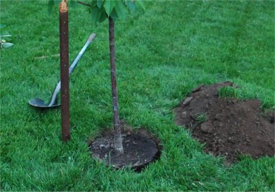 On plante l'arbre dans le trou