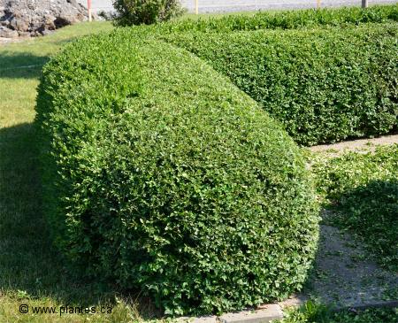 Photo de la haie de buis pendant la taille