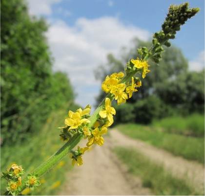 Photo d'Aigremoine eupatoire - Agrimonia eupatoria