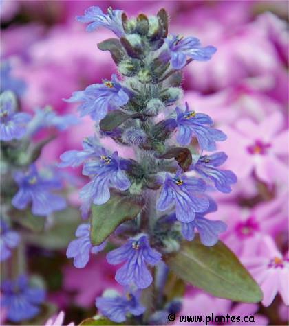 Photo des fleurs de Bugle rampant - Ajuga reptans