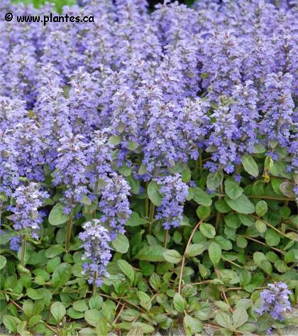 Photo de Bugle rampant - Ajuga reptans
