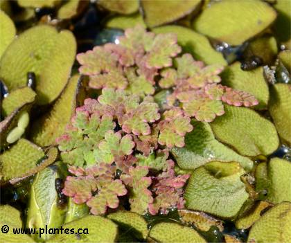 Photo de fougère d'eau - Azolla