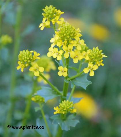 Photo de Barbarée vulgaire - Barbarea vulgaris
