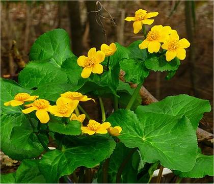 Photo de Populage des marais - Caltha palustris