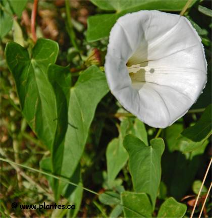 Photo de Liseron des haies - Calystegia sepium