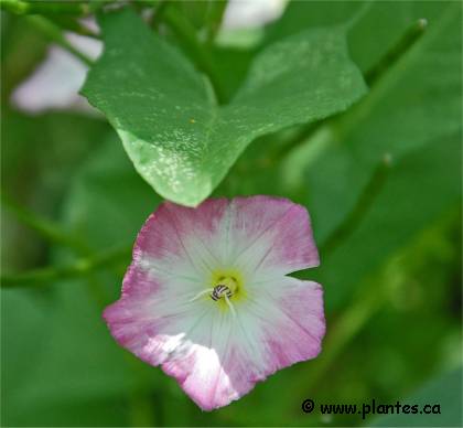 Photo de Liseron des champs rose - Convolvulus arvensis