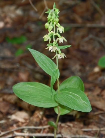 Photo d'�pipactis petit-hell�bore - Epipactis helleborine