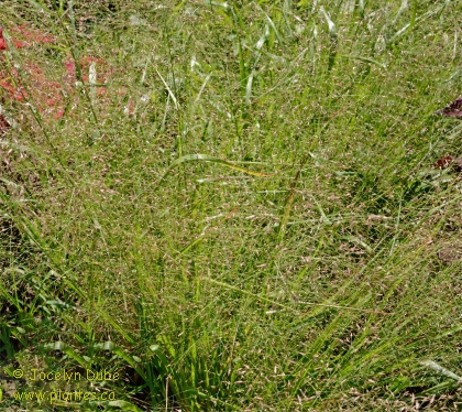 Photo d'�ragrostide - Eragrostis trichodes