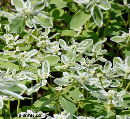 Photo d'Euphorbe panachée - Euphorbia marginata
