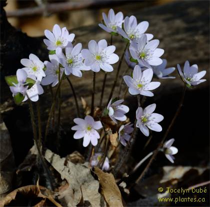 Photo d'Heuchère 'Marmelade' - Hepatica acutiloba