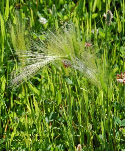 Photo d'Orge � crini�re - Hordeum jubatum