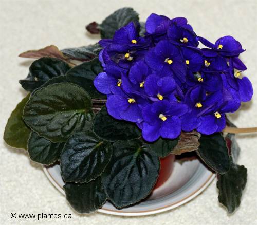 Photo de Violette Africaine - Saintpaulia ionantha