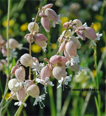 Photo de Silène enflé - Silene vulgaris