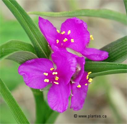 Photo de fleurs d'éphémère de Virginie - Tradescantia virginiana