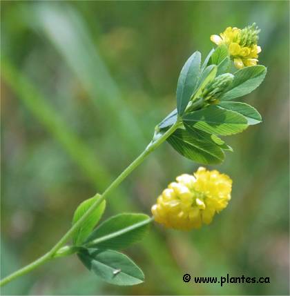 Photo de trèfle jaune - Trifolium agrarium