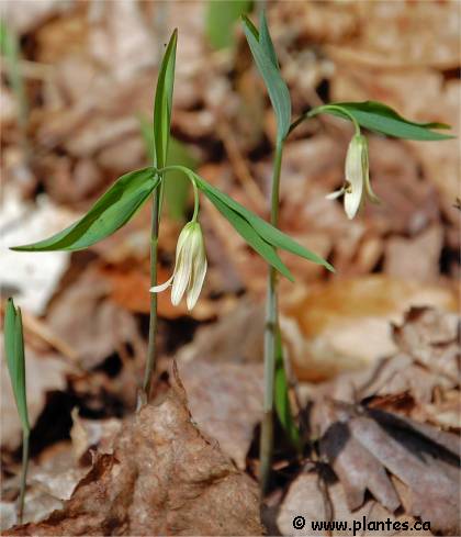 Photo d'Uvulaire à feuilles sessiles - Uvularia sessilifolia