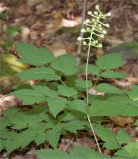 Act�e � gros pedicelles en fruit - Actaea pachypoda