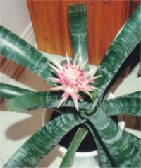 Photo de fleur d'aechm�a - Aechmea fasciata