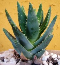 Photo d'Alo�s vera - Aloe vera