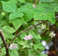 Amphicarpe bract�ol�e - Amphicarpa bracteata