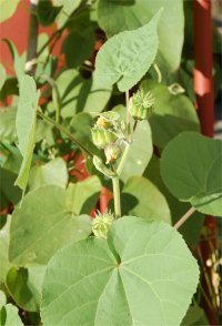 Photo d'aristoche - Aristochia macrophylla
