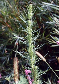 Photo d'armoise bisannuelle - Artemisia-biennis