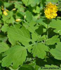 Photo de ch�lidoine 'Flore pleno' - Chelidonium majus 'Flore pleno'