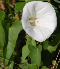 Photo de fleur de liseron des haies - Convolvulus sepium