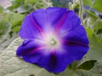Photo de fleur de belle de jour - Convolvulus tricolor