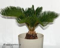Photo de cycas du Japon - Cycas revoluta