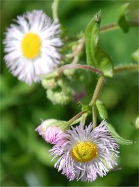 Photo de fleurs d'�rig�ron de philadelphie - Erigeron philadelphicus