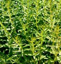 Photo de Gratiole officinale - Gratiola officinalis