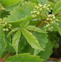 Photo des fleurs de vigne vierge - Parthenocissus quinquefolia