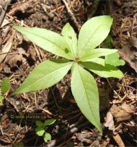 Photo de Trientale bor�ale - Trientalis borealis