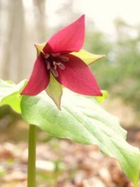 Trilliu erectum - Photo de fleur de trille rouge